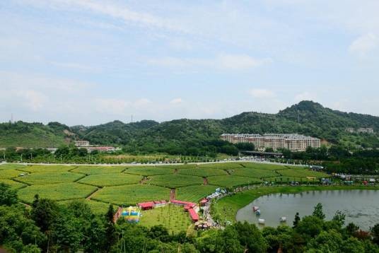 宜阳新区蜂窝农场