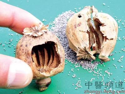 罂粟门