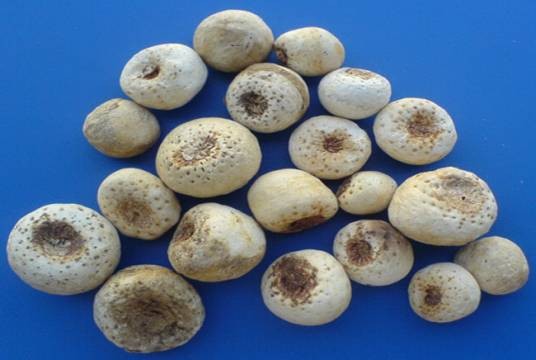 生姜半夏茶