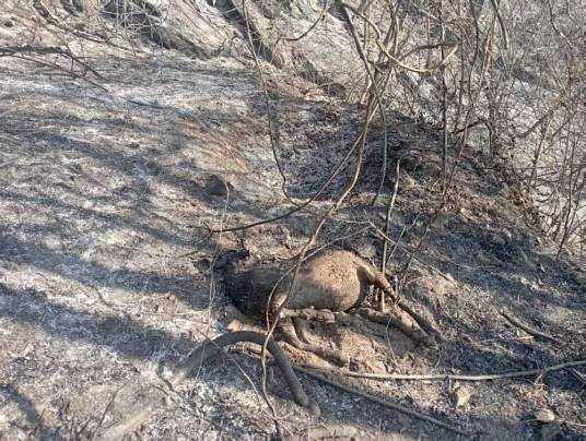 3·25商洛羊群被山火烧死事件