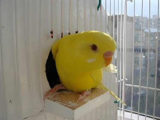 黄红眼鹦鹉