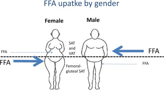 女性型肥胖