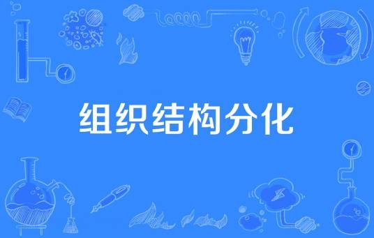 组织结构分化