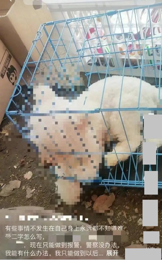 4·13南京女子宠物狗被婆婆杀害事件