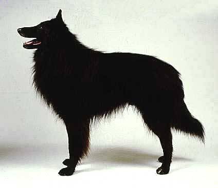格罗安达犬