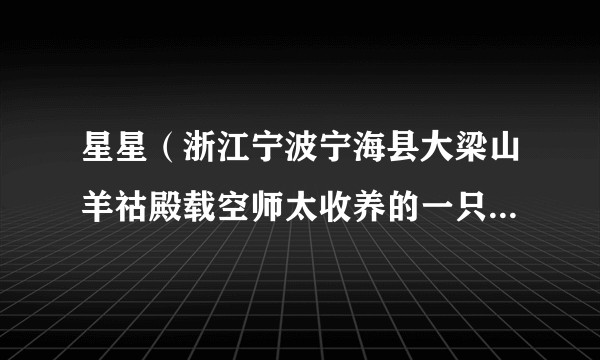 星星（浙江宁波宁海县大梁山羊祜殿载空师太收养的一只藏酋猴）