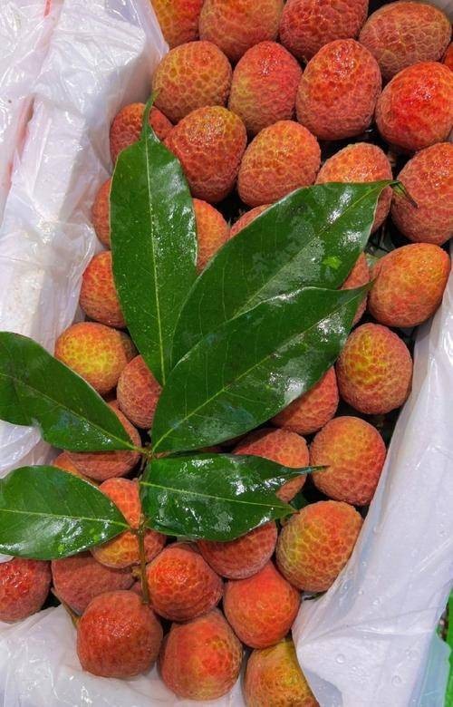 桂花香（一种早熟荔枝品种）