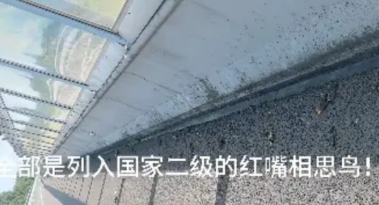 4·20沐川服务区大量死鸟事件