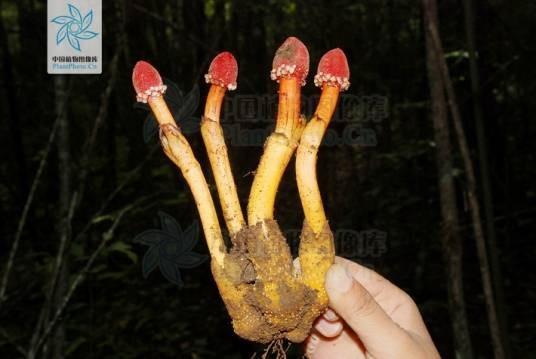 双柱蛇菰属