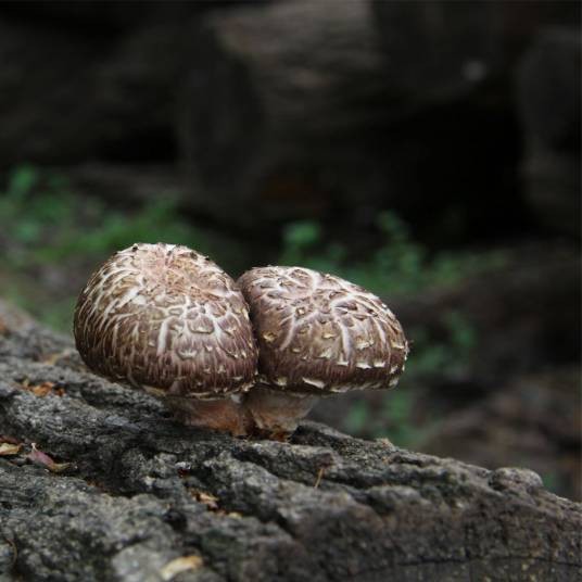 野生香菇