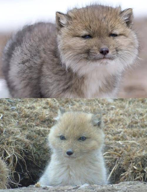 藏狐幼崽