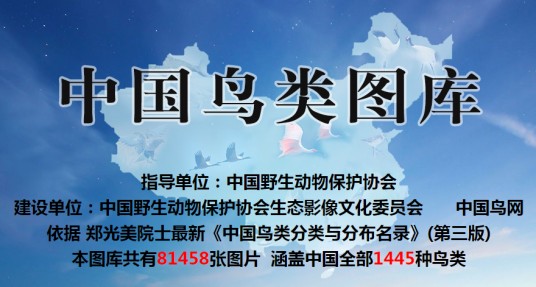 中国鸟类图库