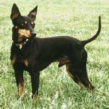 玩具曼彻斯特犬