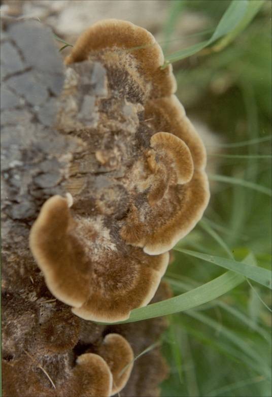 毛栓菌
