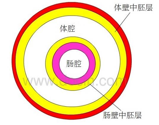 体壁中胚层