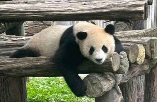 大熊猫骄阳