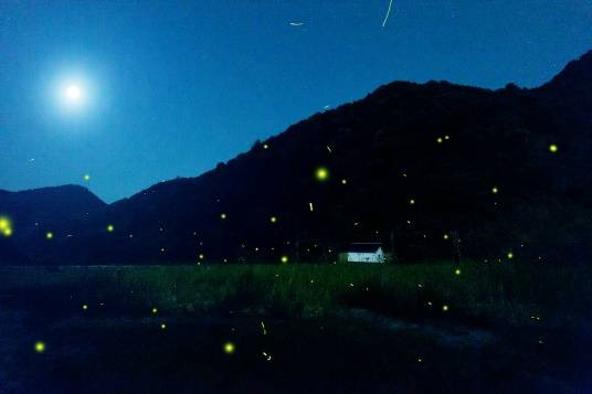 酉坞里萤火虫主题公园