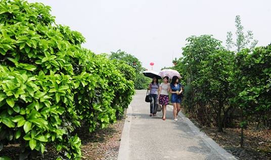 花香果居旅游景区