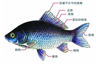 背鳍（鱼背部的鳍）