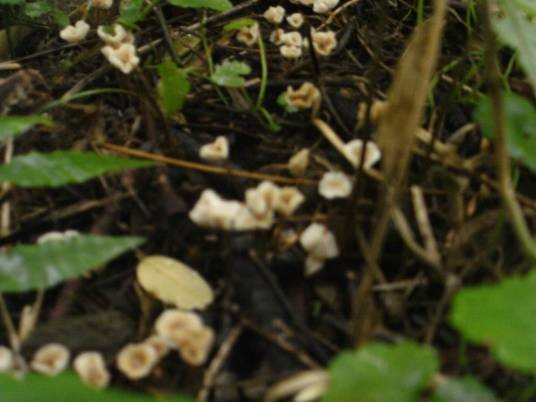 小草菇（菌类物种）