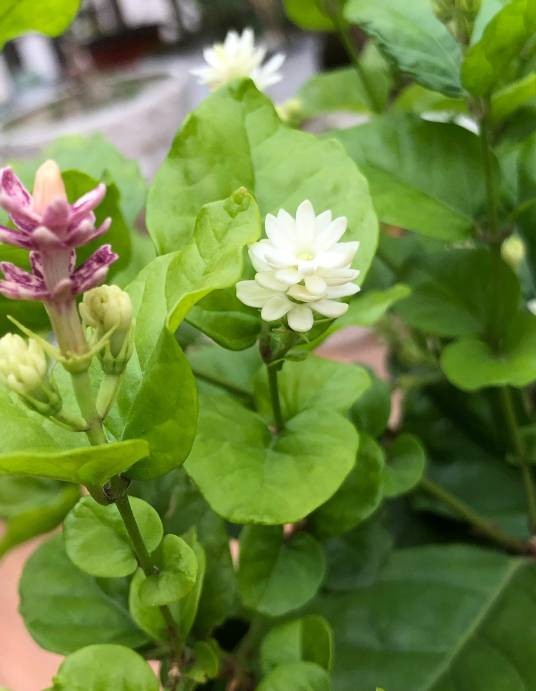 华盖茉莉