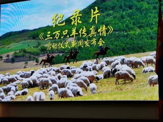 三万只羊传真情