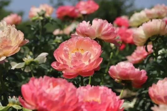 菏泽芍药