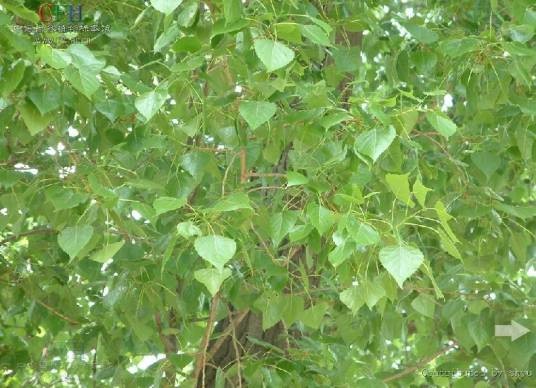 小叶杨（杨柳科杨属植物）