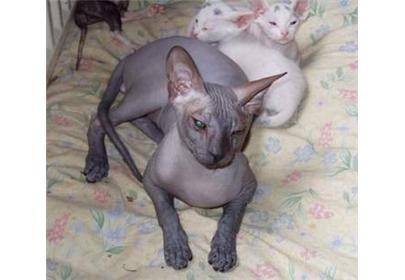 顿斯科伊猫