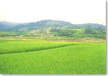 大坌坑遗址