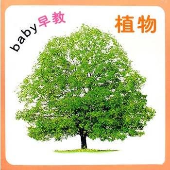 baby早教：植物