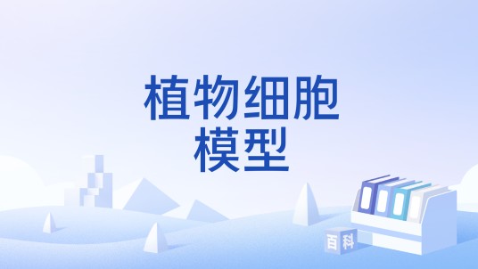 植物细胞模型
