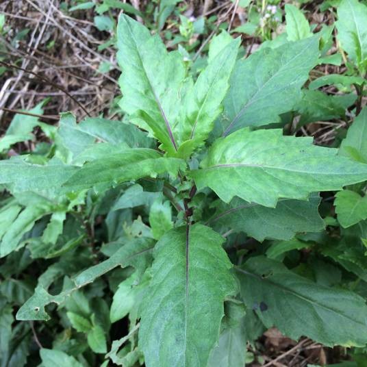 白子菜（中药）