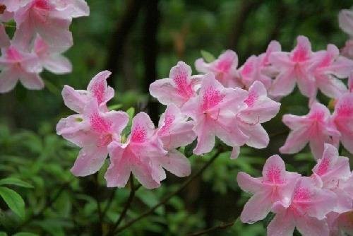 嫣红（汉语词语）