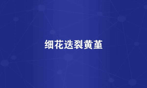 细花迭裂黄堇