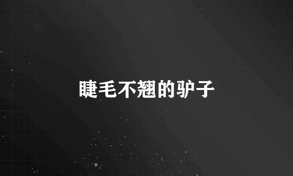 睫毛不翘的驴子