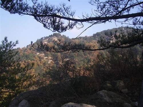 鲁山林场(山东省微山县国有林场)