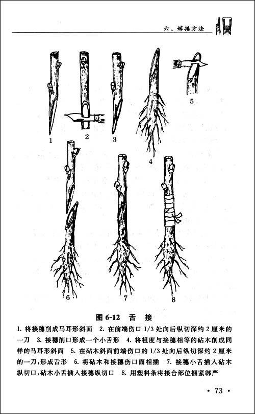 林木嫁接技术图解（2009年金盾出版社出版的图书）
