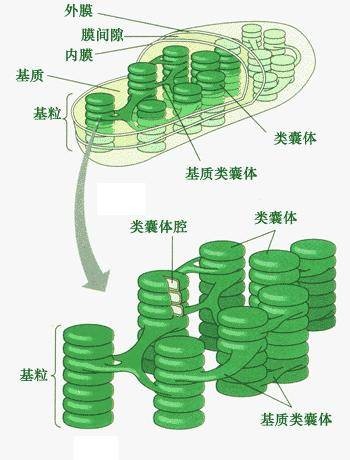 叶绿体基粒