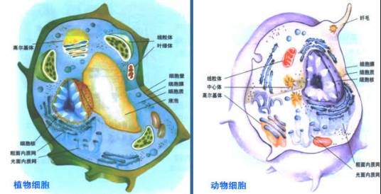 细胞中的生物大分子