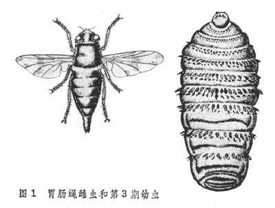 蝇蛆病