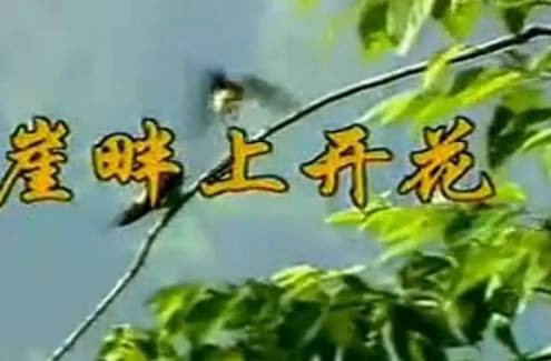 崖畔上开花(电影《陕北牧歌》的插曲)