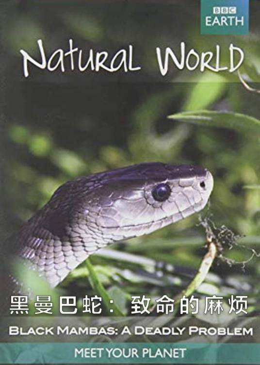 黑曼巴蛇:致命的麻烦