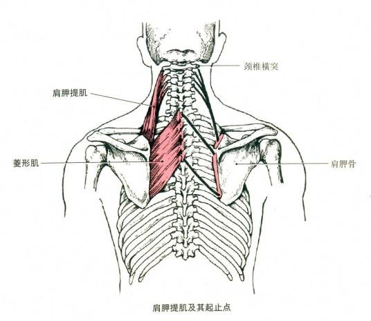菱形肌