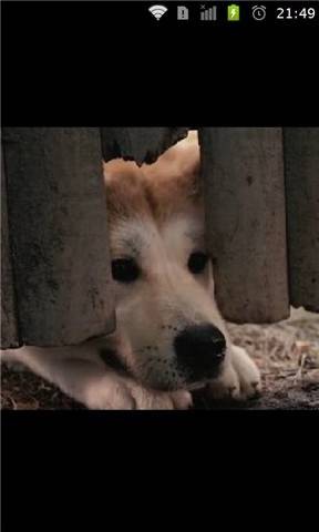 忠犬八公唯美图片