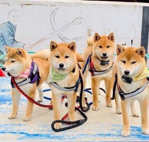 锅碗瓢盆（综艺《向往的生活第三季》中的四只柴犬）