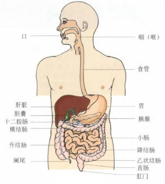 小肠下垂