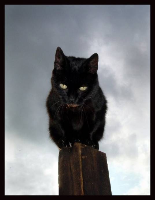 穿越猎人之妖怪的爱恋