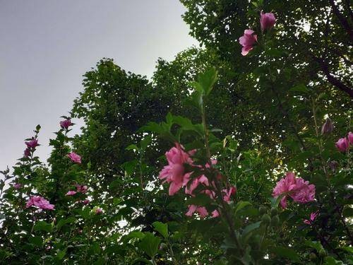 木槿族