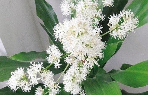 也门铁会开花吗 开花意味着什么
